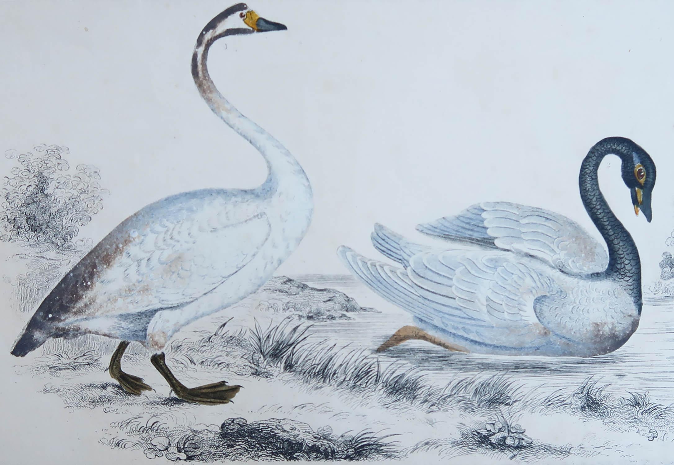 Superbe image des cygnes.

Non encadré. Il vous donne la possibilité de réaliser un montage en utilisant les cadres de votre choix.

Lithographie d'après le Cpt. Brown avec couleur originale à la main.

Publié en 1835.

Livraison gratuite.






