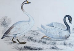 Original Antique Print of Swans, 1847, 'Unframed'