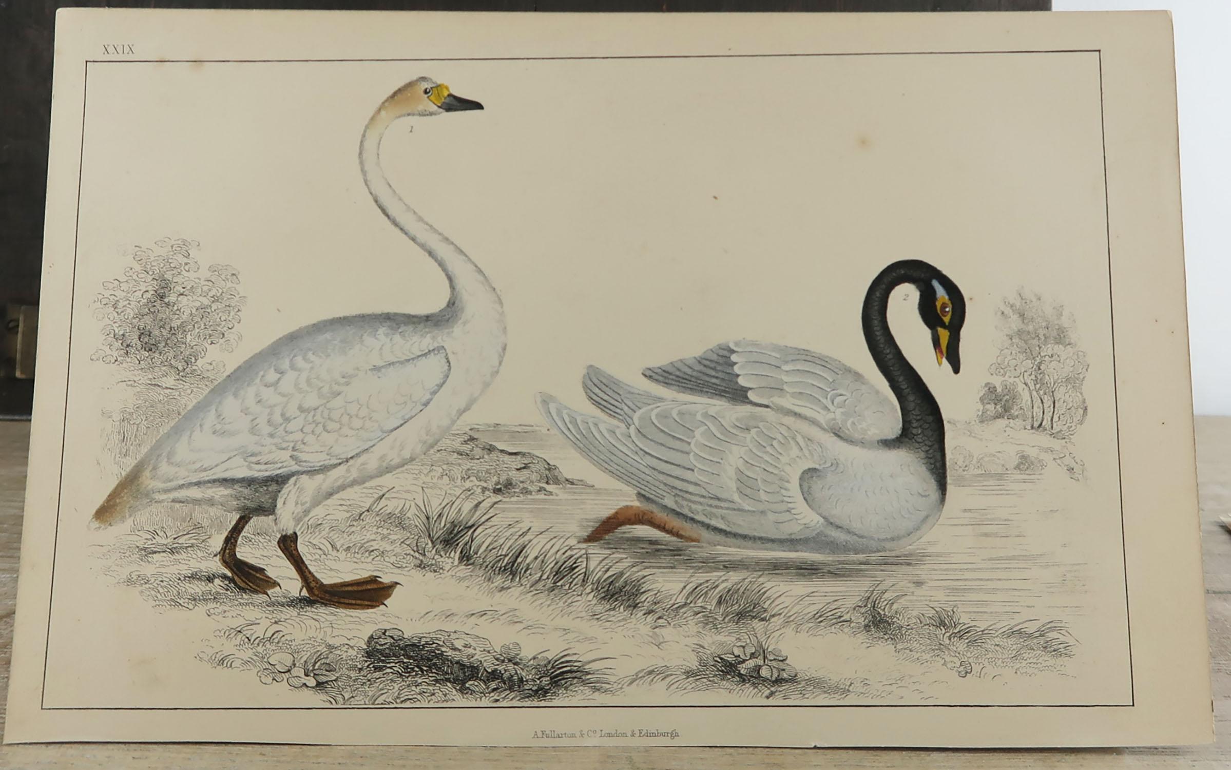 Folk Art Original Antique Print of Swans, 1847 'Unframed'