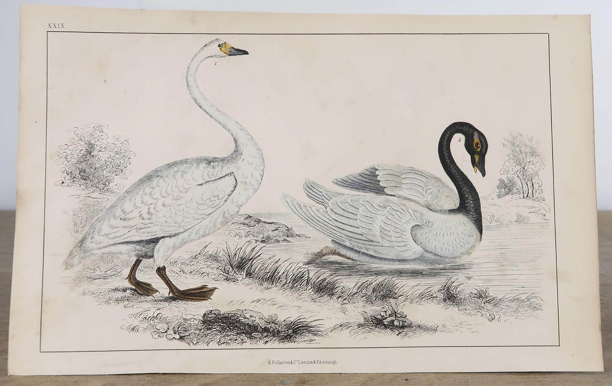 Folk Art Original Antique Print of Swans, 1847 'Unframed'