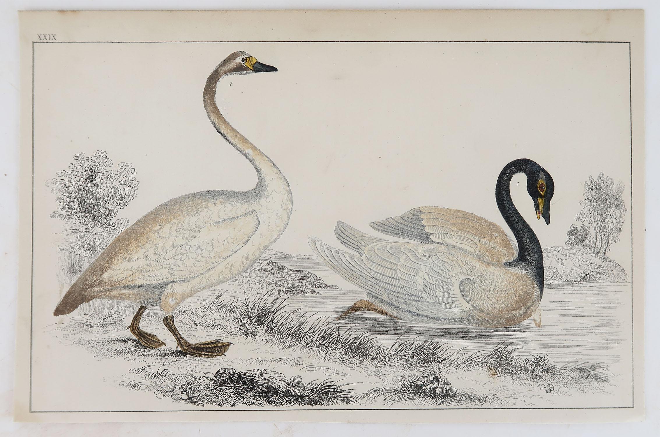 Folk Art Original Antique Print of Swans, 1847, 'Unframed'