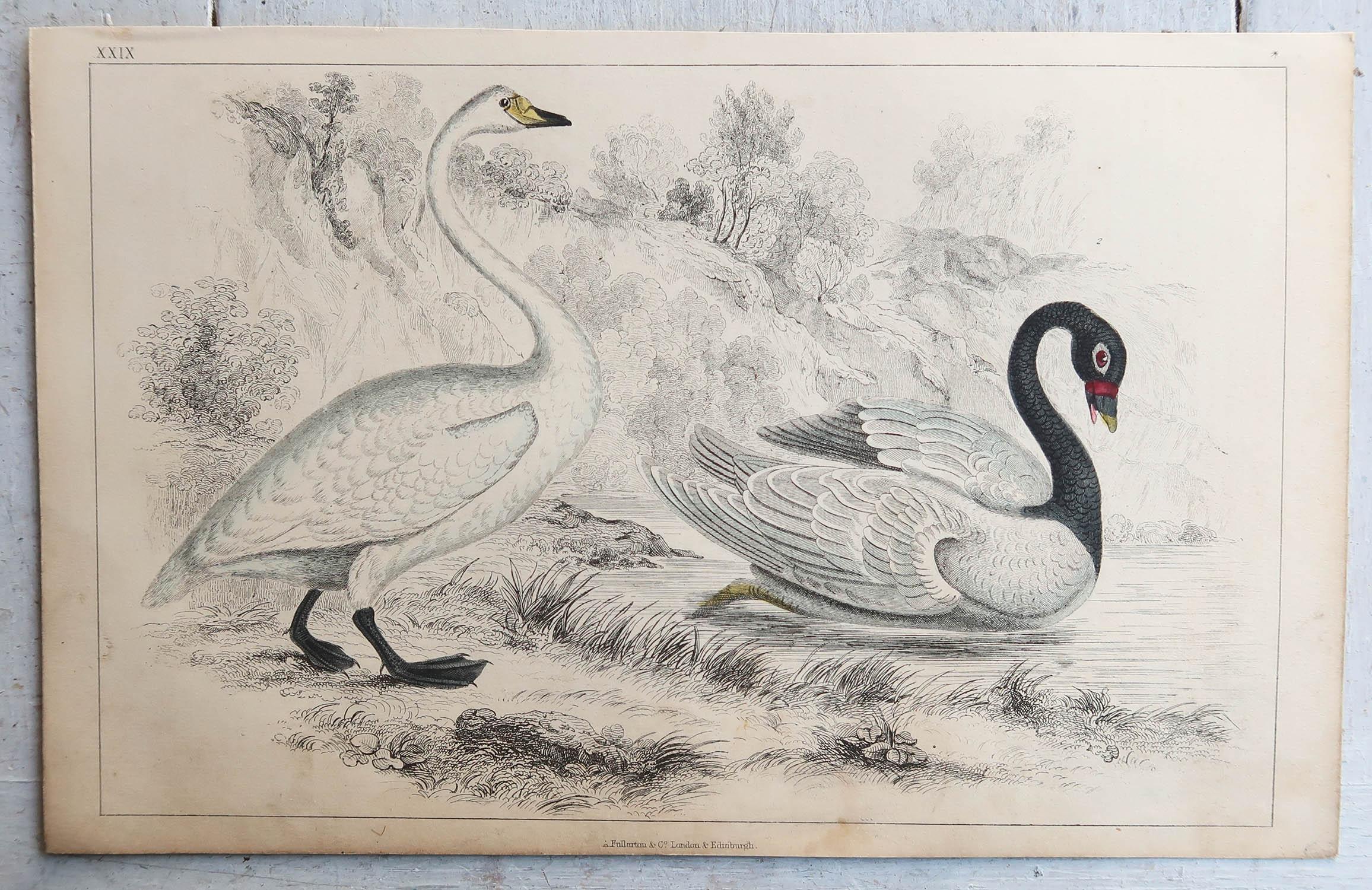 Folk Art Original Antique Print of Swans, 1847, 'Unframed'