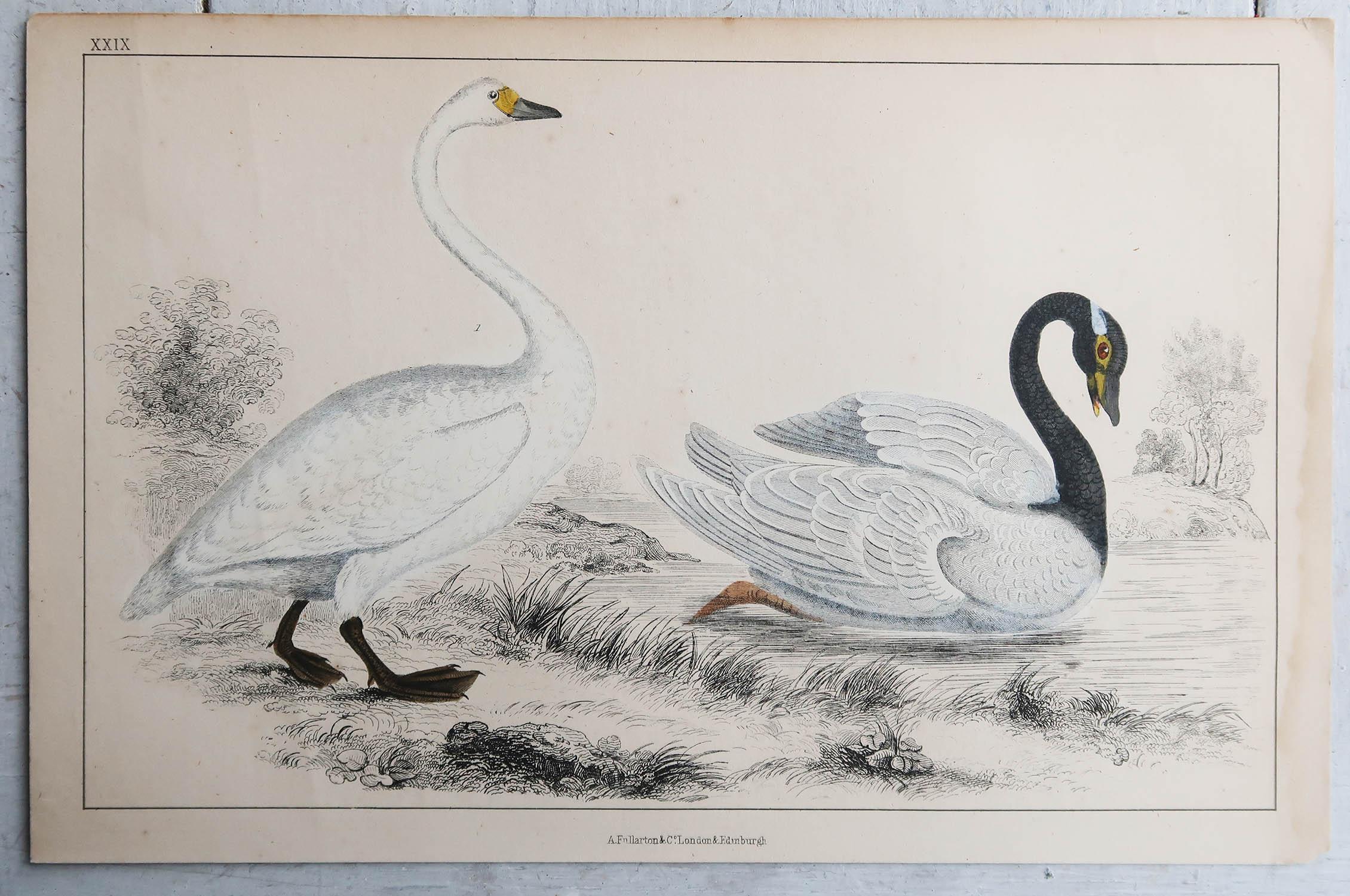 English Original Antique Print of Swans, 1847, 'Unframed' For Sale