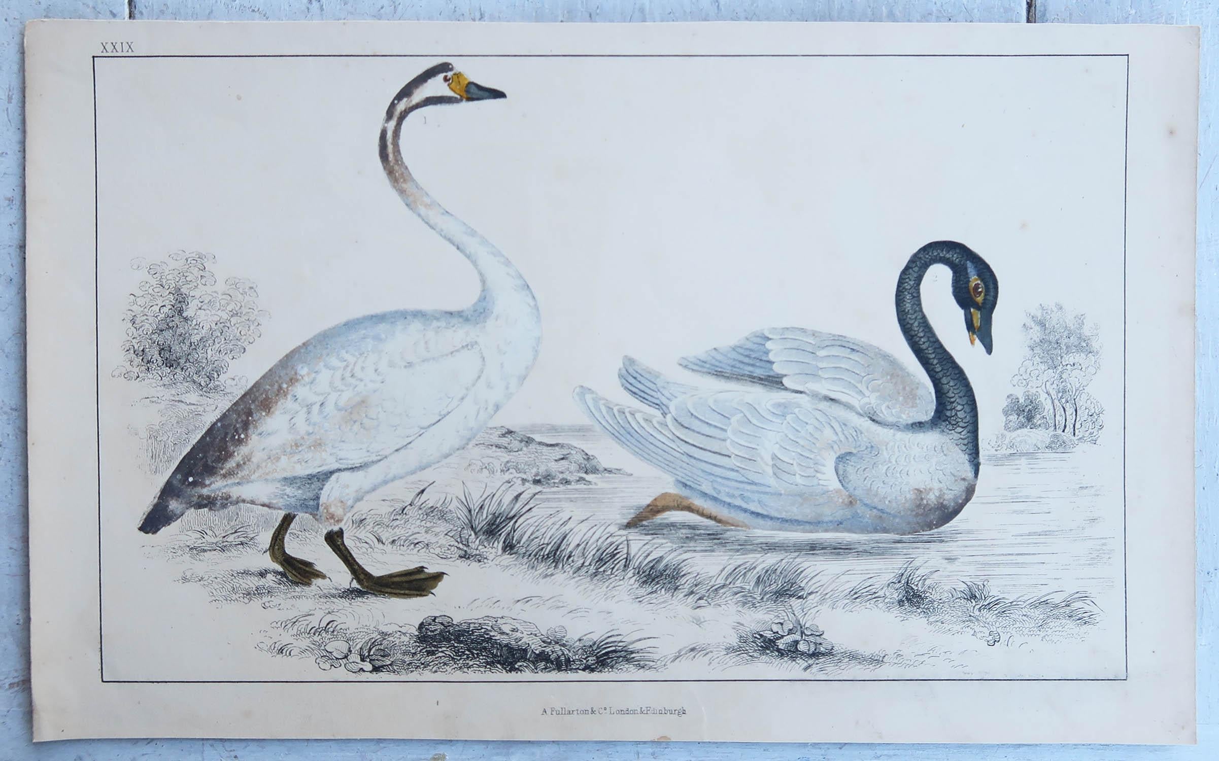 Anglais Impression ancienne originale de cygnes, 1847, non encadrée en vente