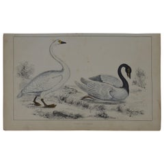 Original Antique Print of Swans, 1847 'Unframed'