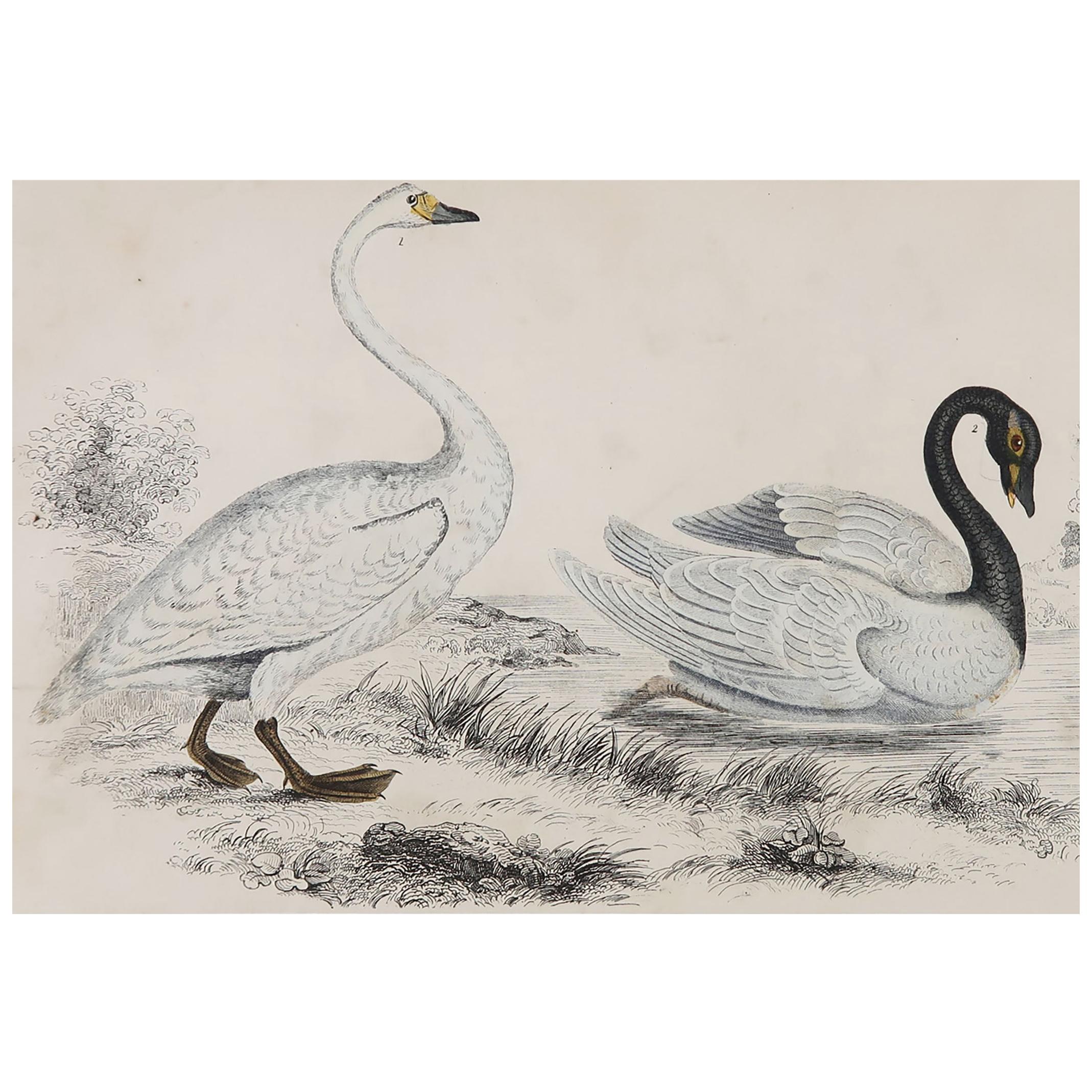 Original Antique Print of Swans, 1847 'Unframed'