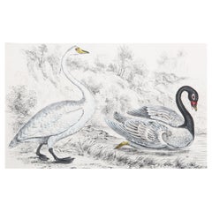 Original Antique Print of Swans, 1847, 'Unframed'