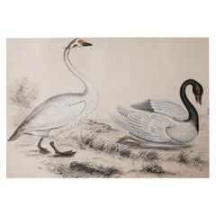Original Antique Print of Swans, 1847, 'Unframed'