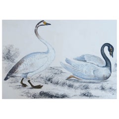 Original Antique Print of Swans, 1847, 'Unframed'