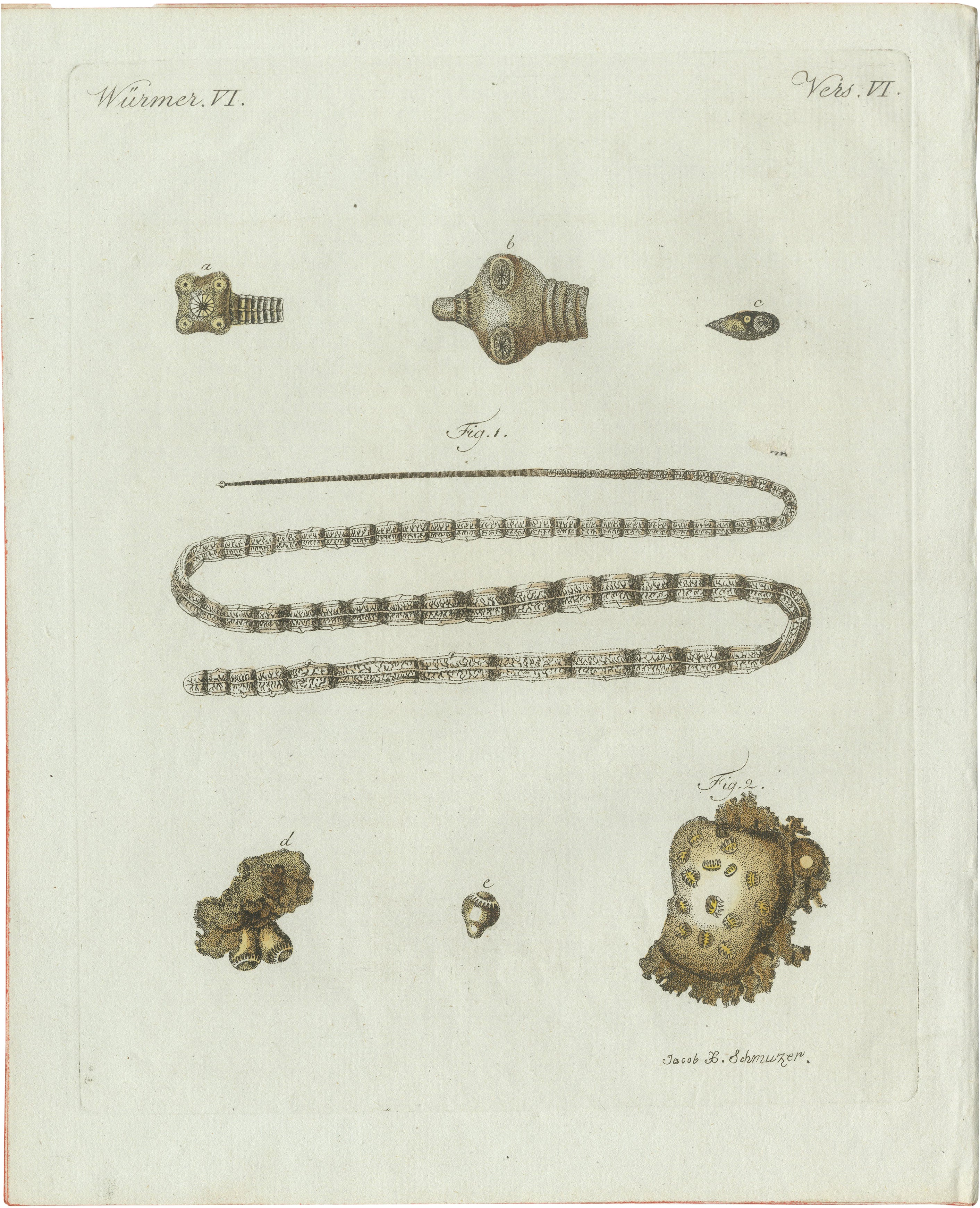 Original Antique Print of Tapeworm and Parasites by Bertuch, circa 1800