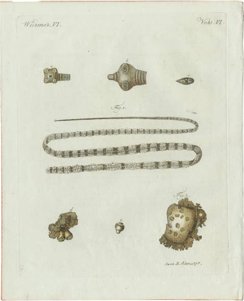 Original Antique Print of Tapeworm and Parasites by Bertuch, circa 1800