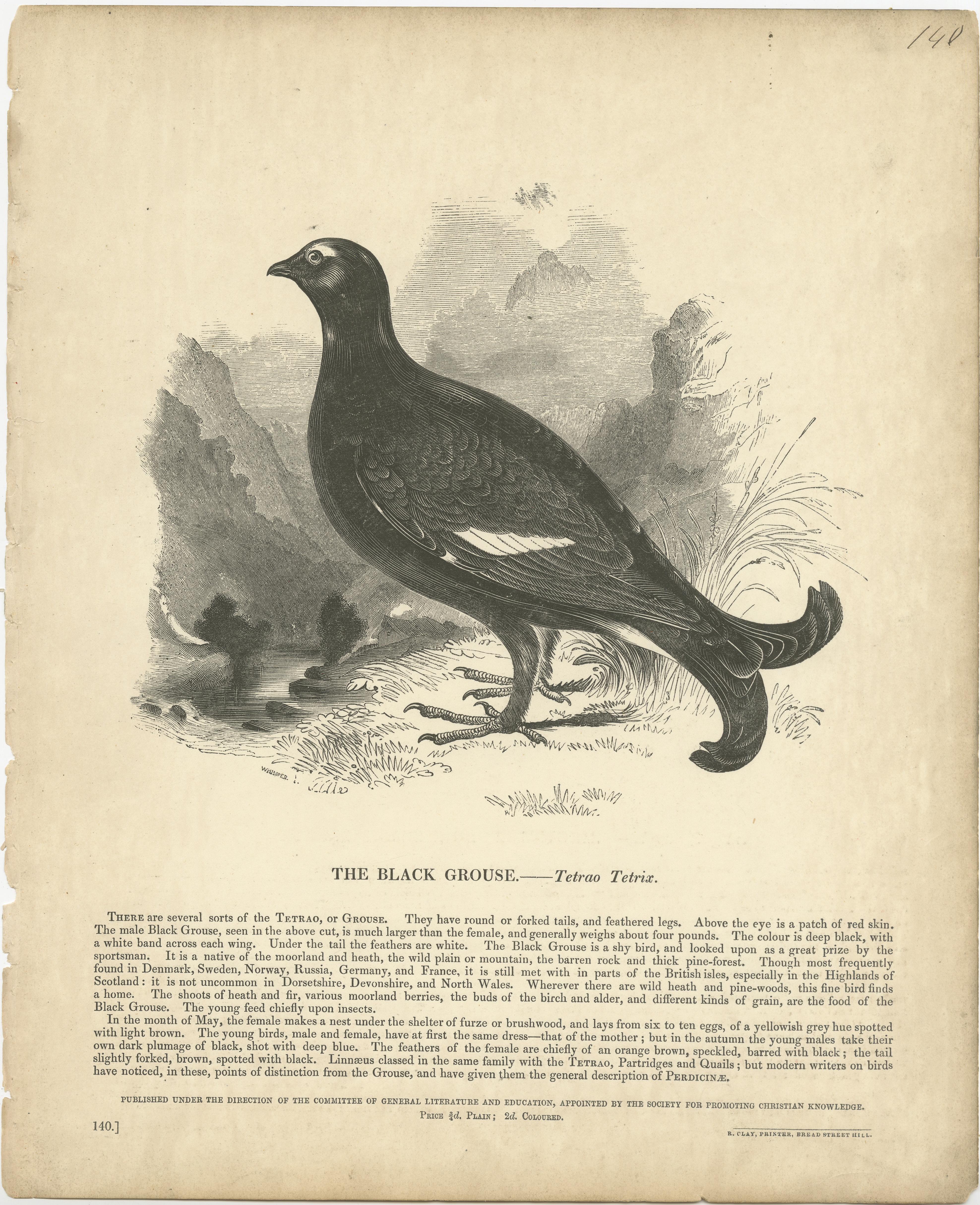 Antique print titled 'The Black Grouse, Tetrao Tetrix'. Original antique print of the black grouse. This print originates from 'The Illustrative Natural History' by The Society for Promoting Christian Knowledge. Published circa 1875.