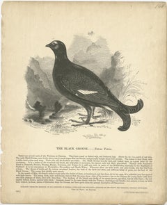 Original Antique Print of the Black Grouse