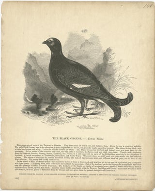 Original Antique Print of the Black Grouse, view 2