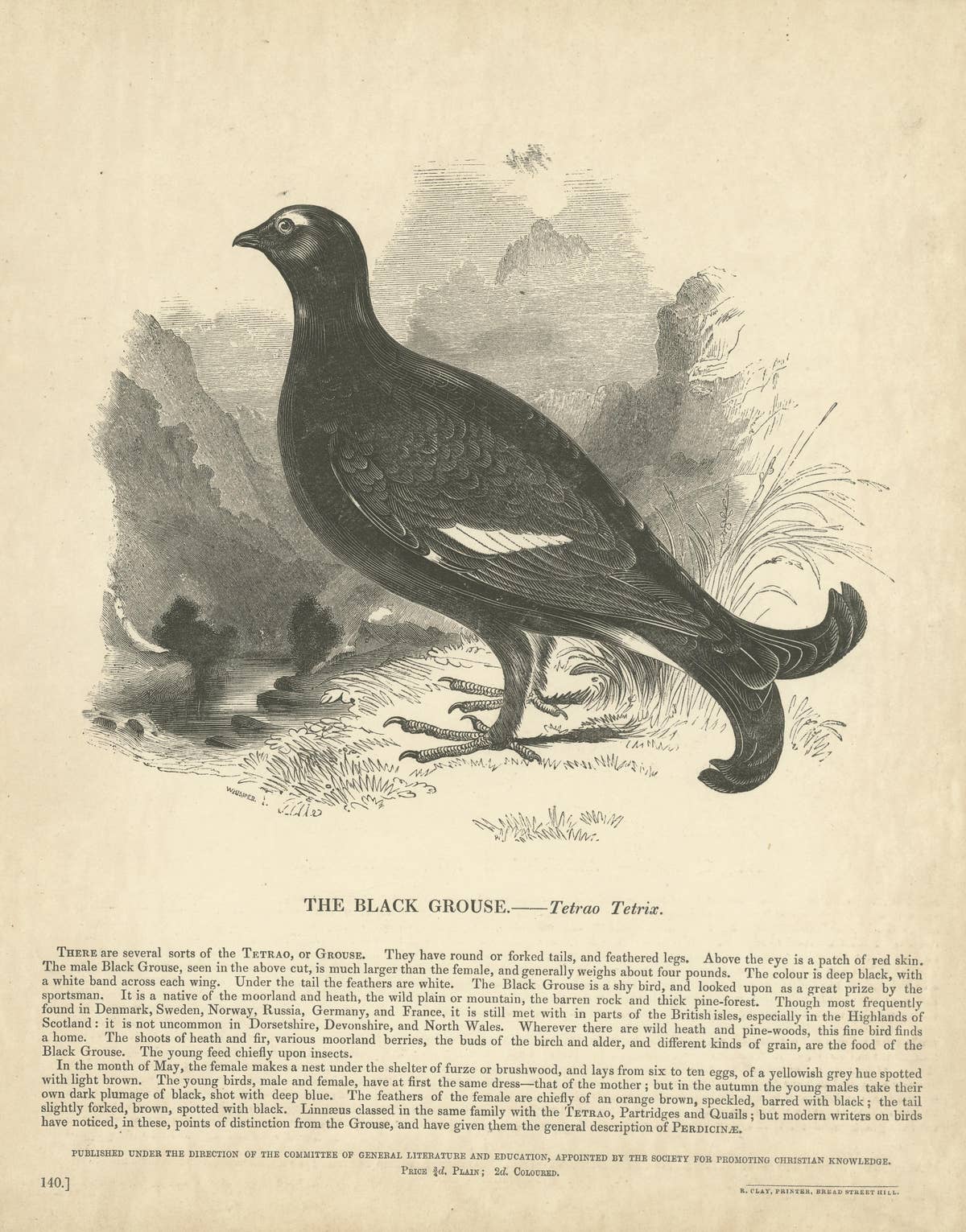 Original Antique Print of the Black Grouse