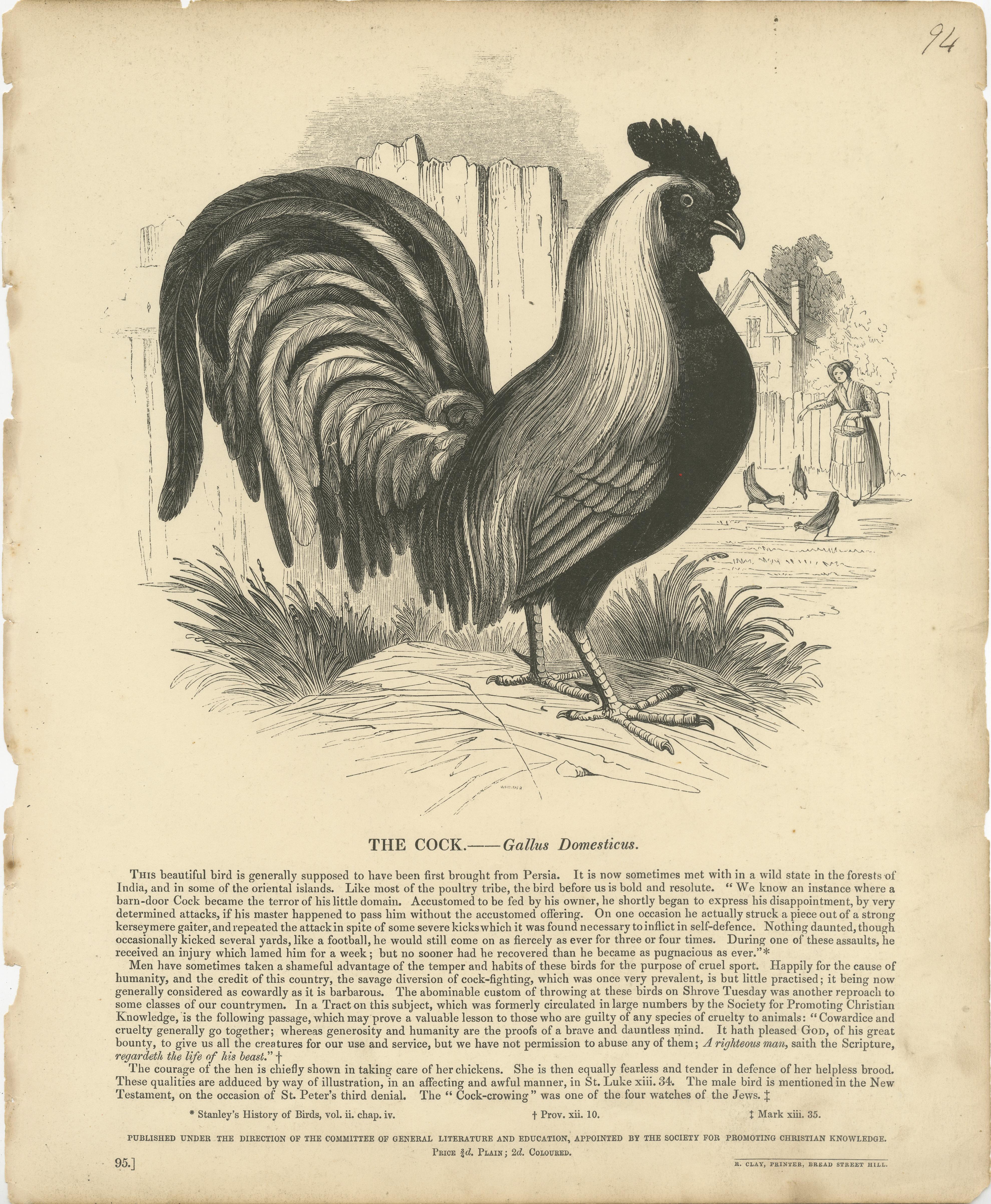 Antique print titled 'The Cock - Gallus Domesticus'. Original antique print of the cock, or gallus domesticus. This print originates from 'The Illustrative Natural History' by The Society for Promoting Christian Knowledge. Published circa 1875.