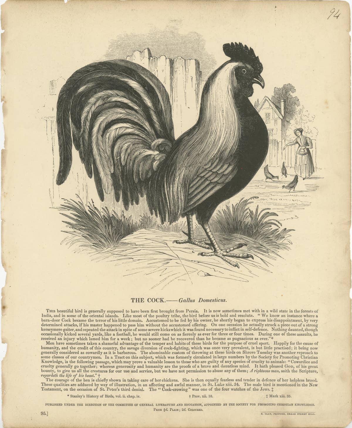 Original Antique Print of the Cock, or Gallus Domesticus