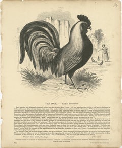 Stampa antica originale del gallo, o Gallus Domesticus