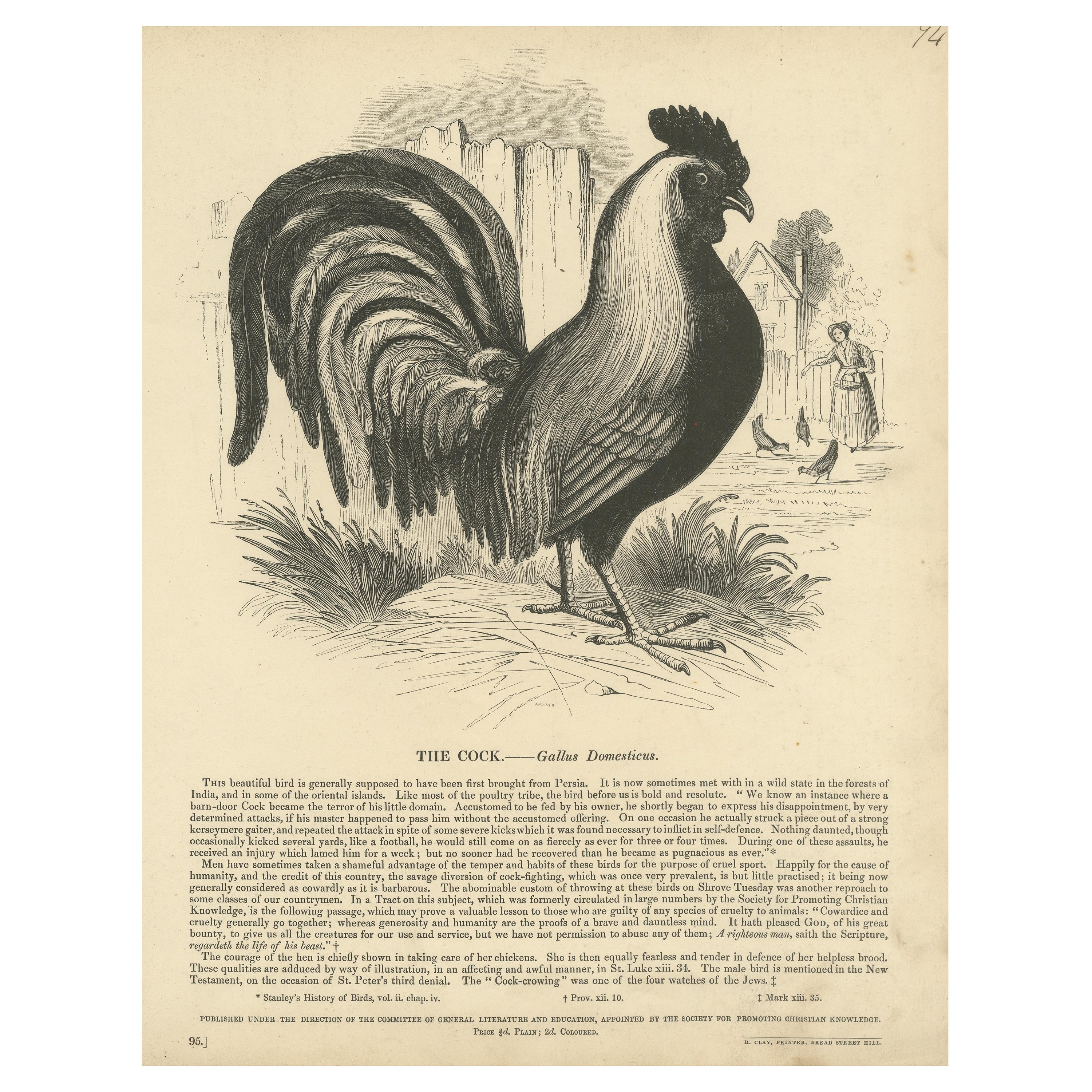 Impression ancienne d'origine du coq, ou Gallus Domesticus