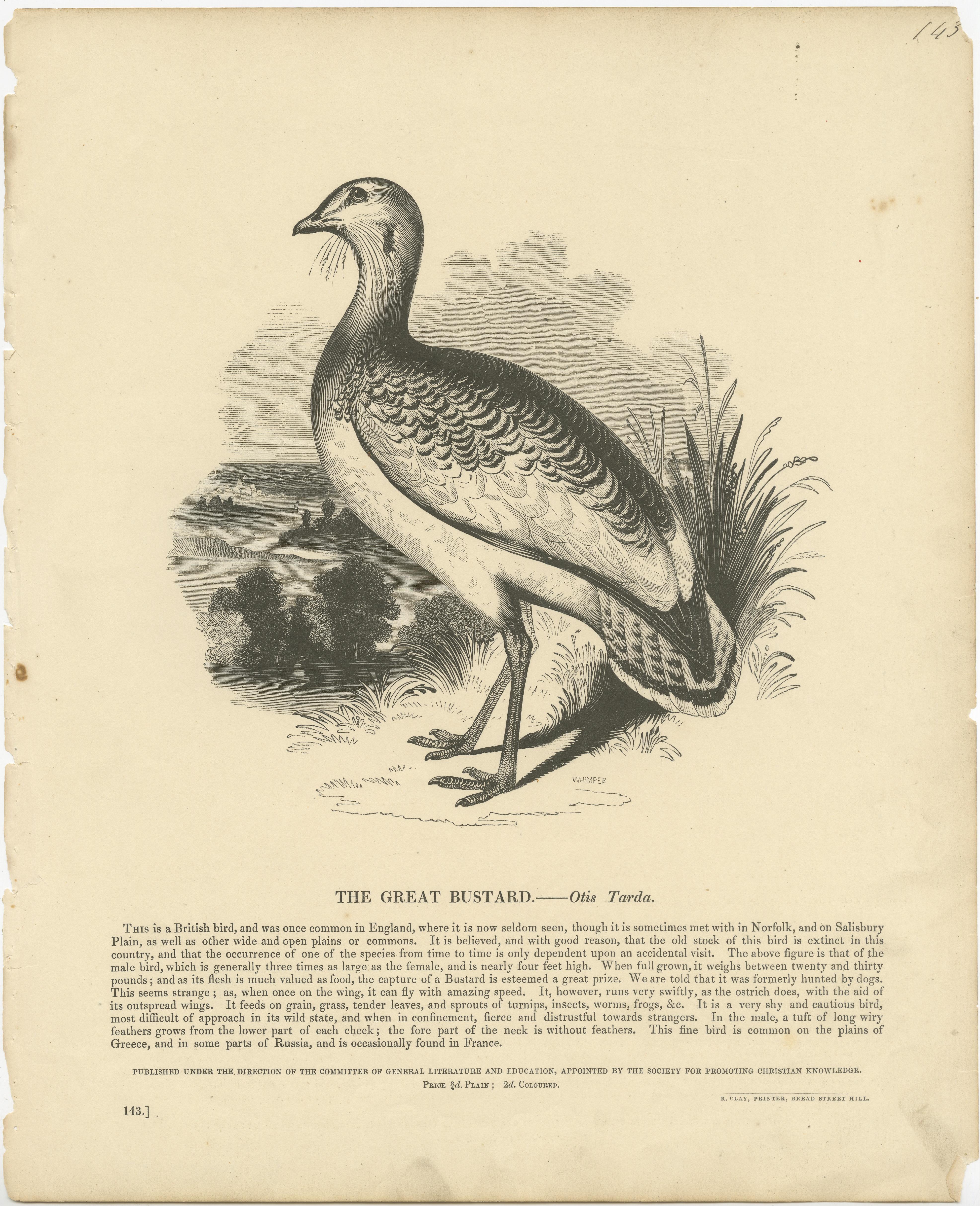 Antique print titled 'The Great Bustard, Otis Tarda'. Original antique print of the great bustard. This print originates from 'The Illustrative Natural History' by The Society for Promoting Christian Knowledge. Published circa 1875.