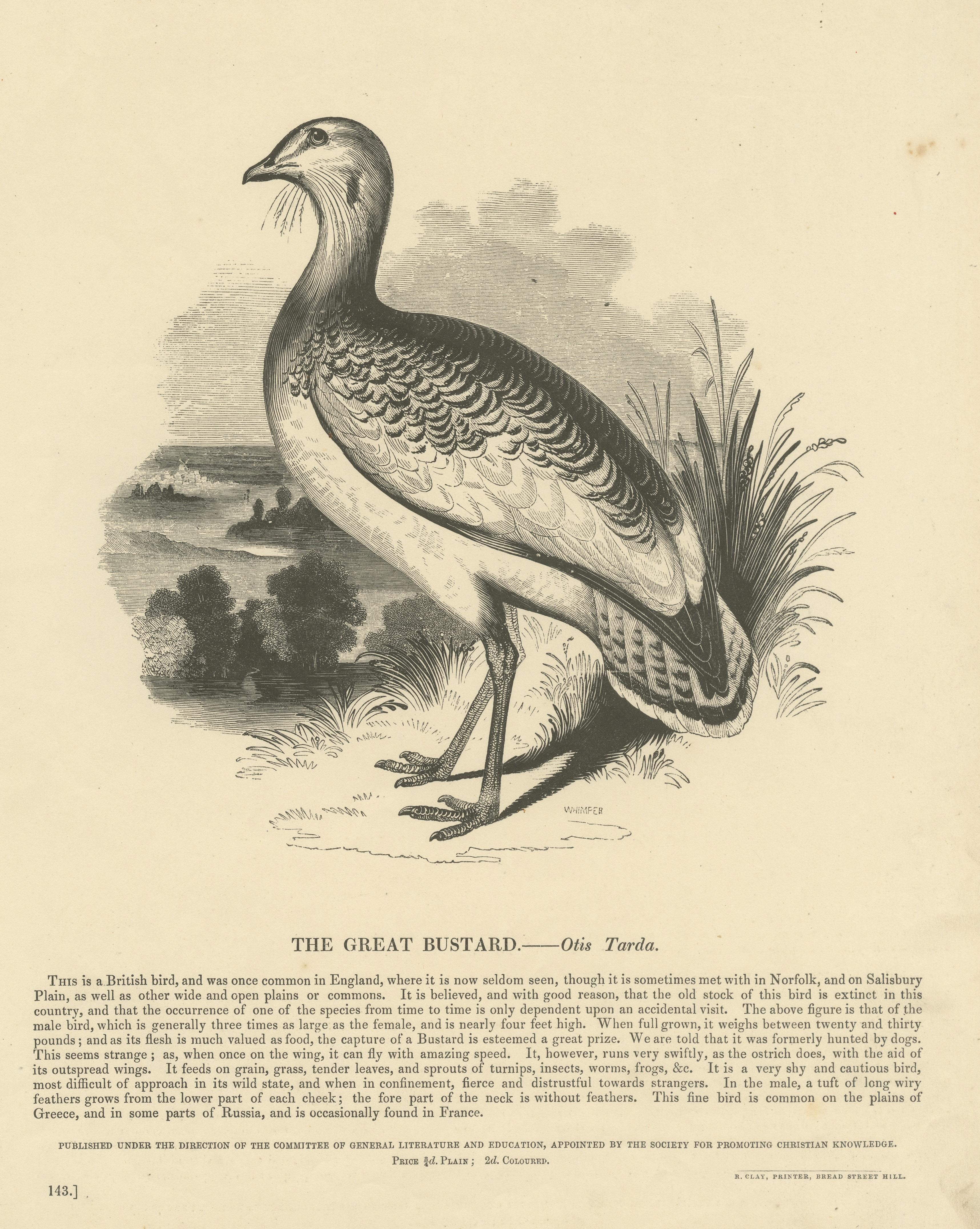 Original Antique Print of the Great Bustard In Fair Condition For Sale In Langweer, NL