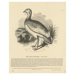 Grabado original antiguo de la Avutarda
