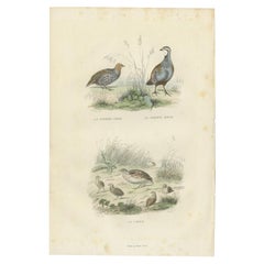 Original Antique Print of the Grey Partridge, Red Partridge and the Quail, 1841