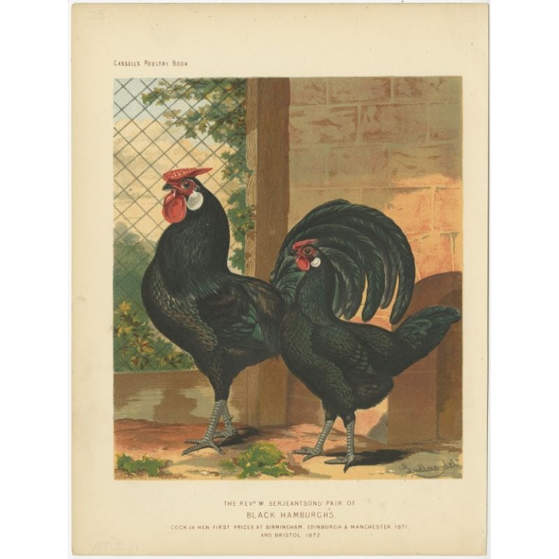 imprimé ancien original du poulet de Hambourg, vers 1880