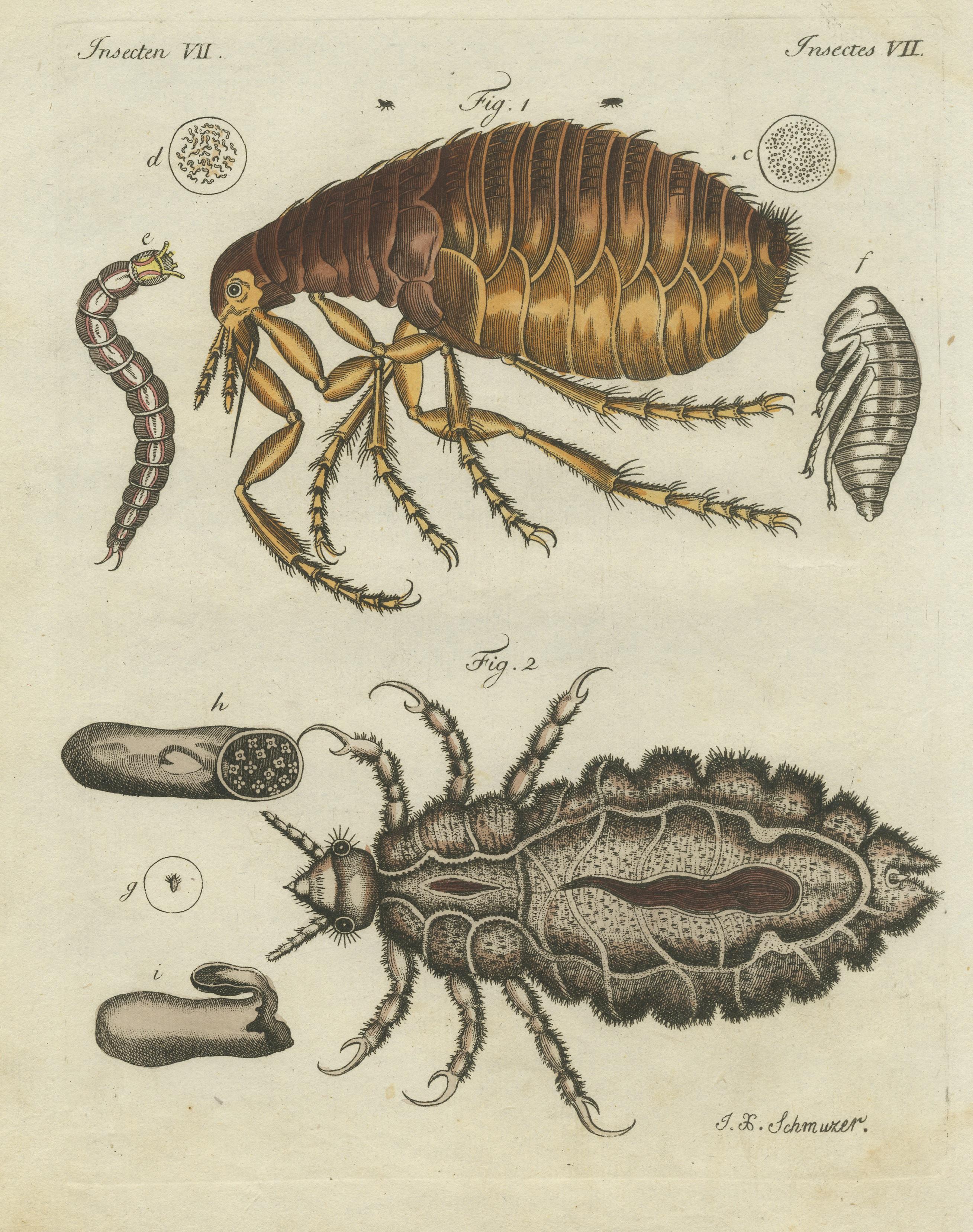 flea vs lice pictures
