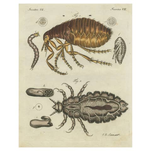 Original Antique Print of the Human Flea and Human Louse
