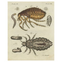 Impression ancienne originale de la mouche humaine et de la Louse humaine