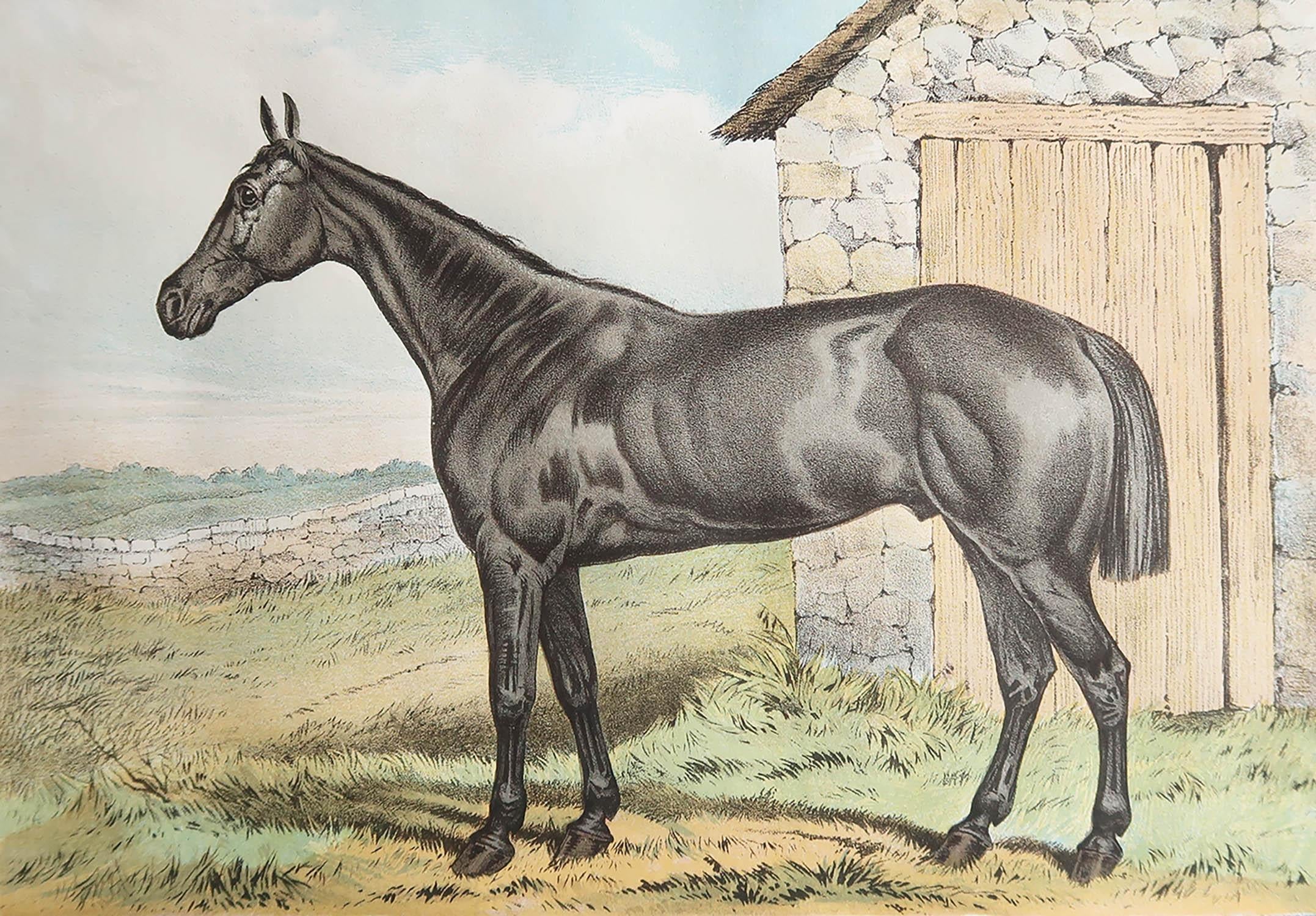 Belle image d'un cheval de chasse

Chromo-lithographie. 

Couleur originale.

Publié par Mackenzie. C.1890








.