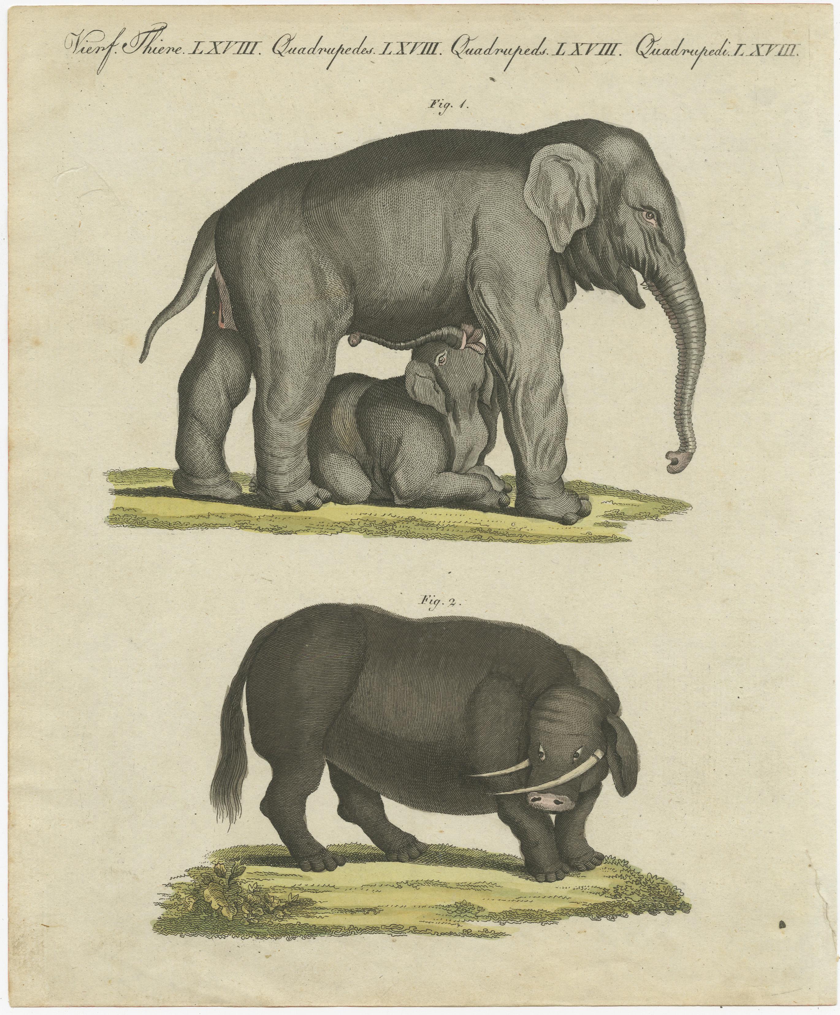 This original antique print shows the endangered Indian elephant, Elephas maximus indicus, female suckling her young, 1, and mythical beast sukotyro. 

Originates from Bertuch's 'Bilderbuch für Kinder'. In 1790 Friedrich Justin Bertuch started his