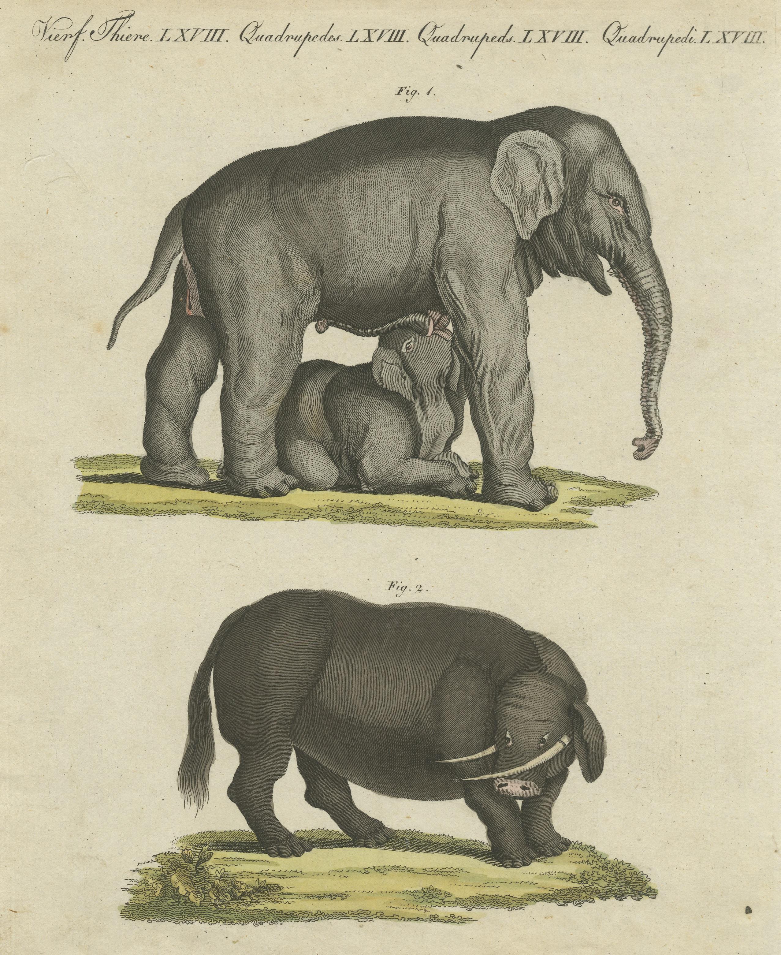 Original Antique Print of the Indian Elephant and the Mythical Beast Sukotyro In Good Condition For Sale In Langweer, NL