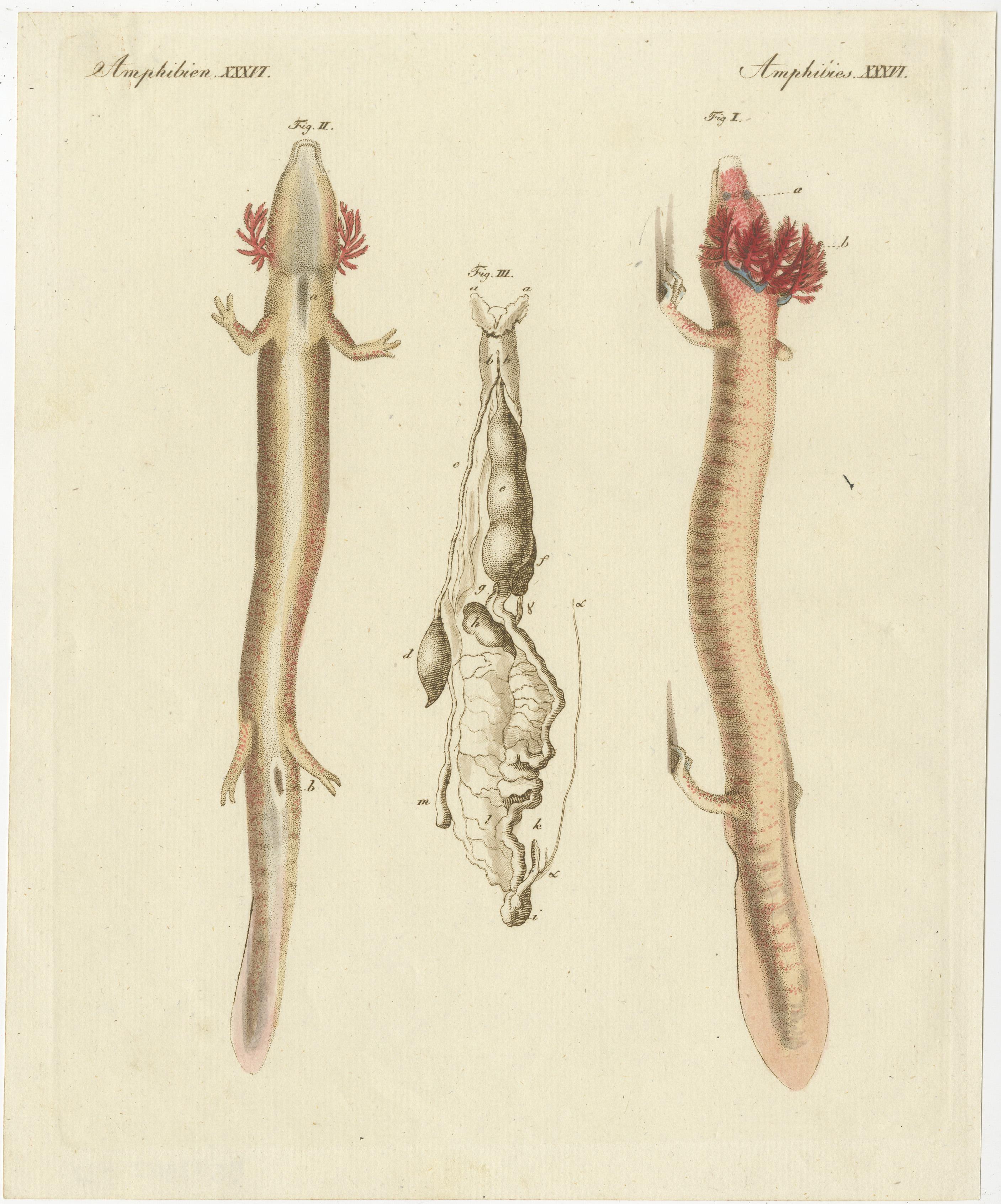 Original antique print of the olm or proteus (Proteus anguinus) is an aquatic salamander in the family Proteidae, the only exclusively cave-dwelling chordate species found in Europe. This print originates from 'Bilderbuch fur Kinder' by F.J.