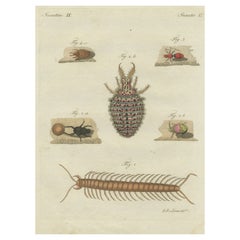 Original Antique Print of the Sacred Scarab Beetle and Other Insects