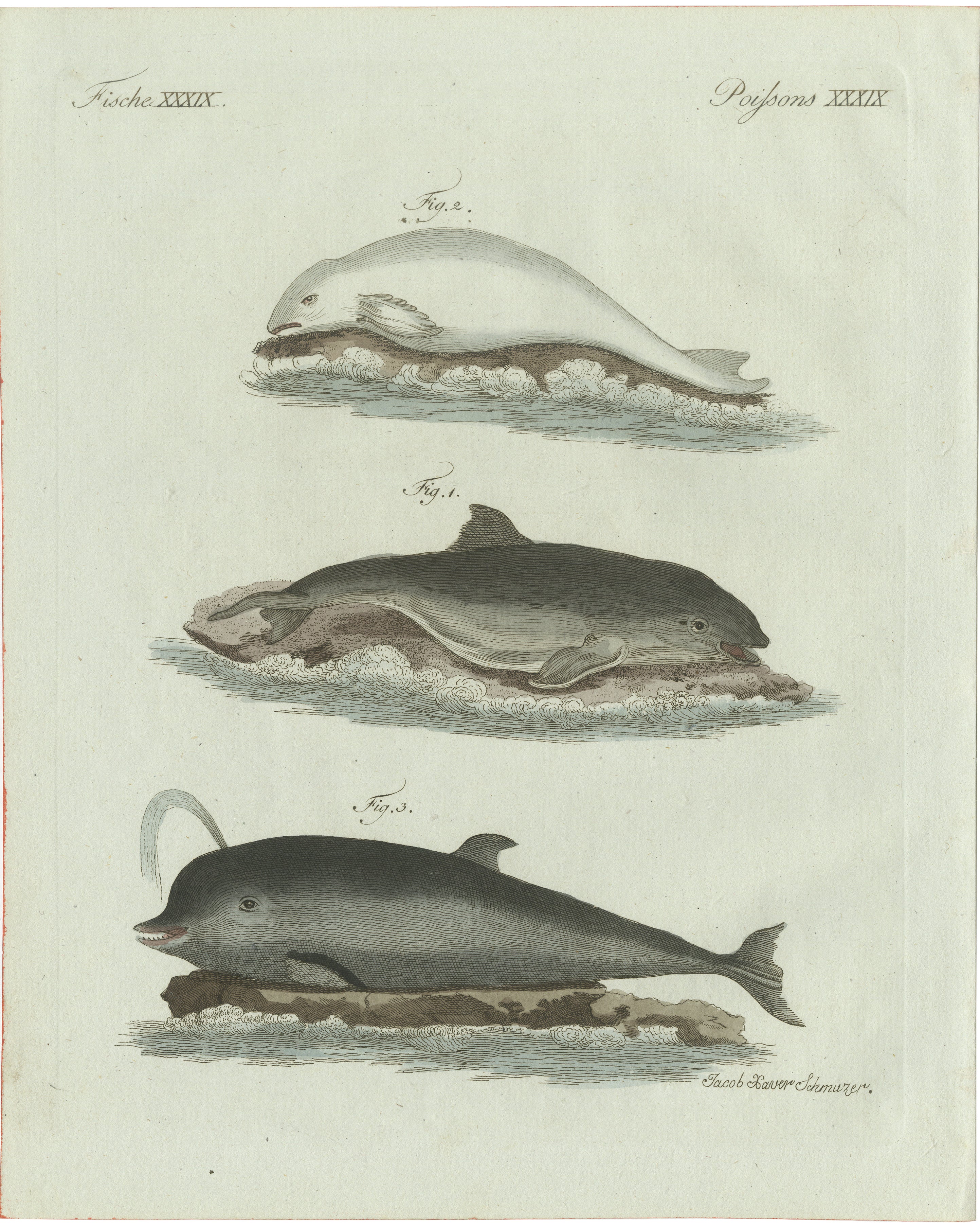 Original Antique Print of Three Dolphins and Porpoises by Bertuch, 1802 For Sale