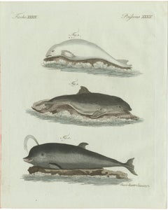 Original Antique Print of Three Dolphins and Porpoises by Bertuch, 1802