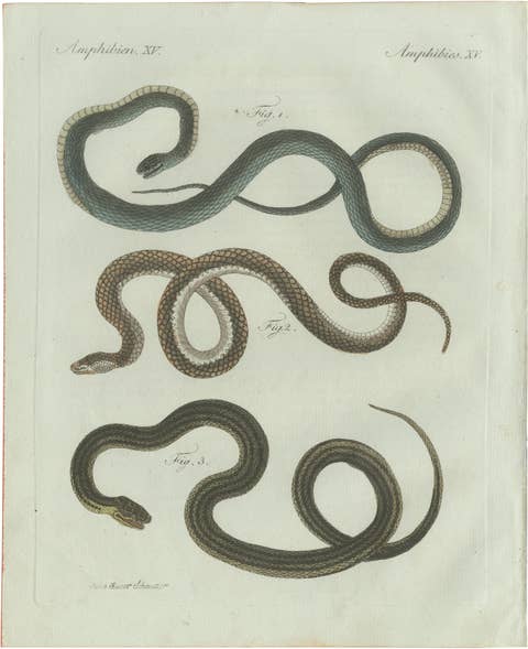 Original Antique Print of Three European Snakes by Bertuch, 1802
