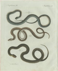 Original Antique Print of Three European Snakes by Bertuch, 1802