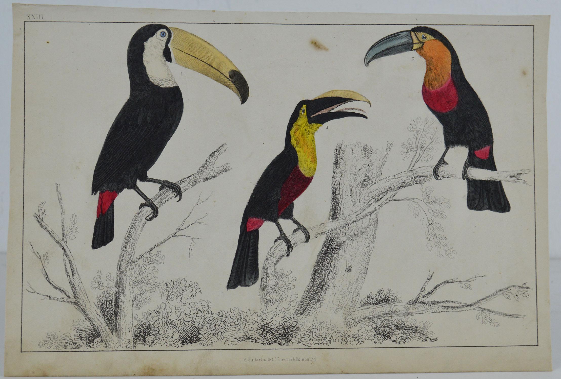 Great image of toucan

Unframed. It gives you the option of perhaps making a set up using your own choice of frames.

Lithograph after Cpt. Brown with original hand color.

Published 1847.

Free shipping.




  