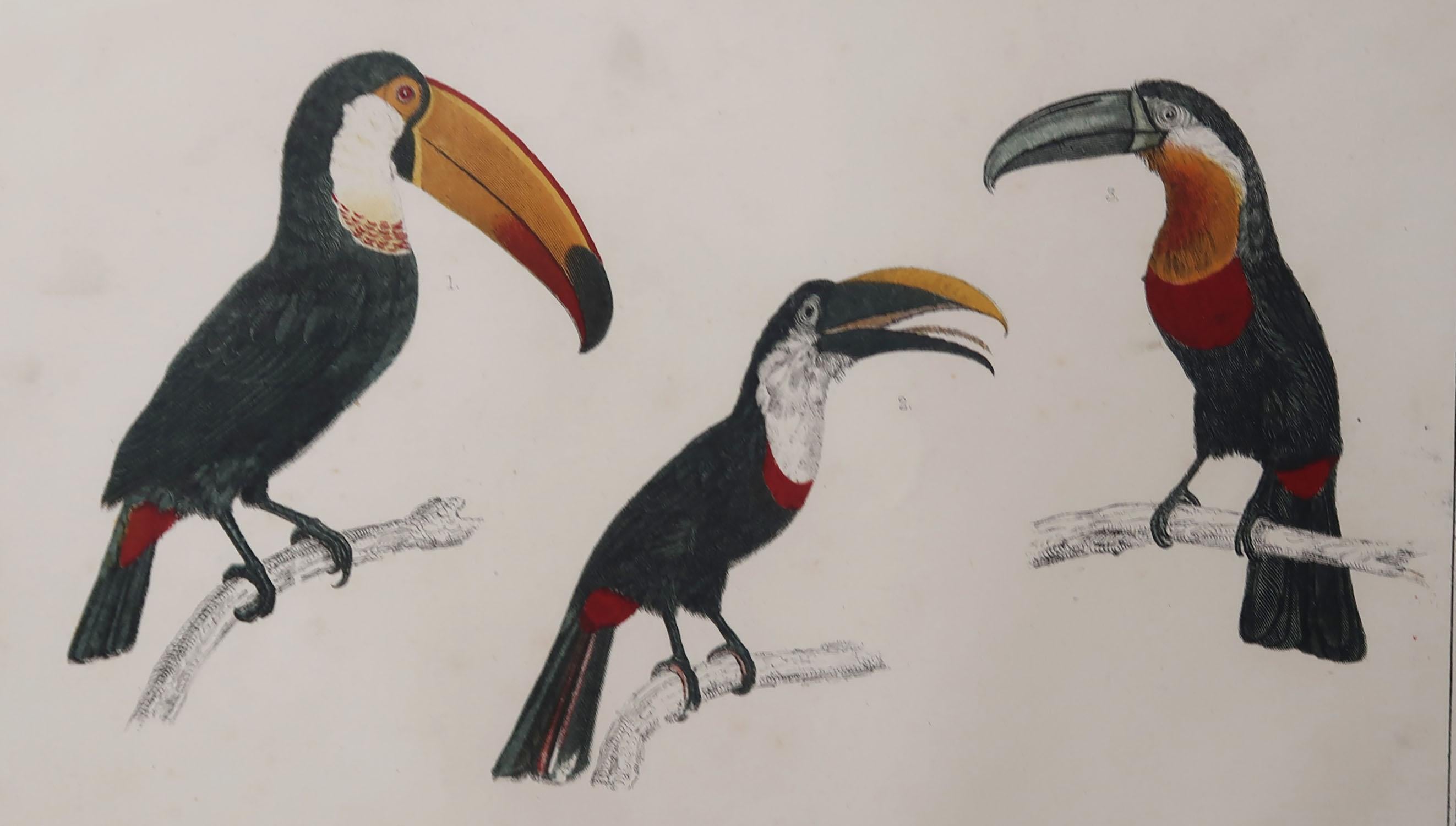 Great image of toucan

Unframed. It gives you the option of perhaps making a set up using your own choice of frames.

Lithograph after Cpt. brown with original hand color.

Published, 1847.

Free shipping.




 