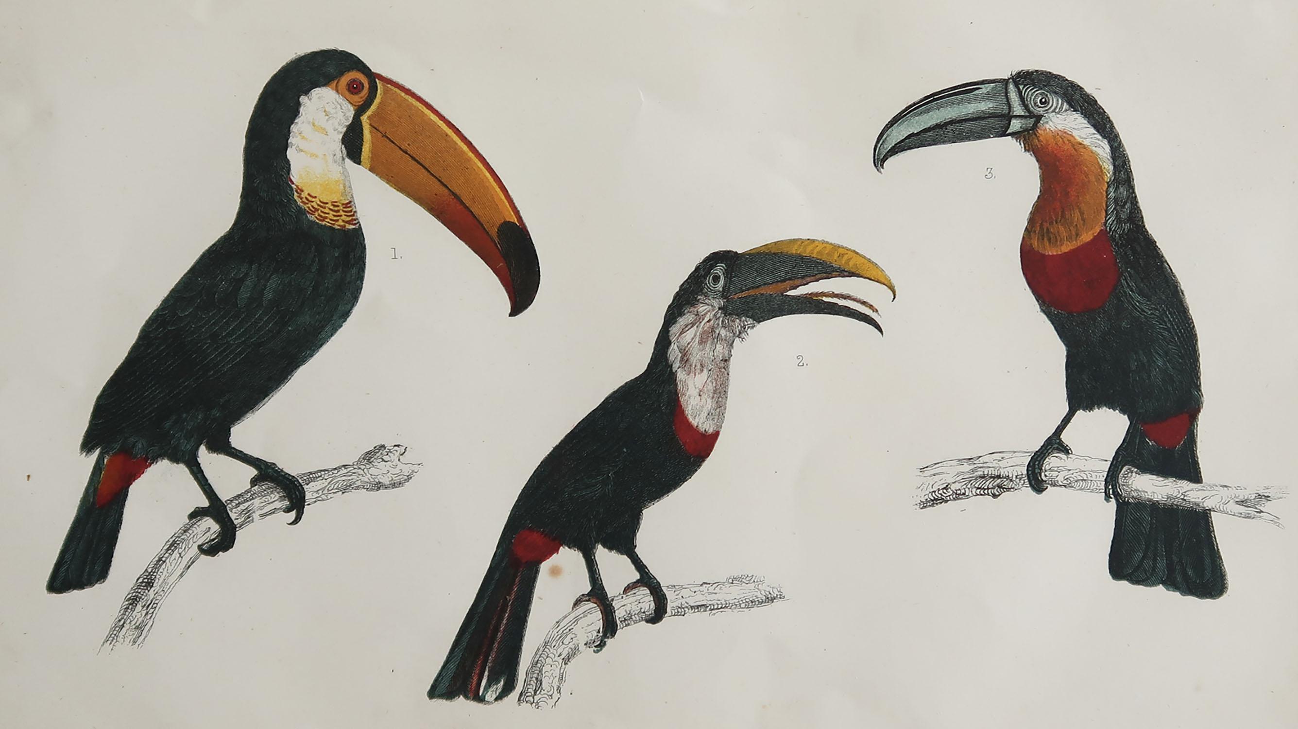 Great image of toucan

Unframed. It gives you the option of perhaps making a set up using your own choice of frames.

Lithograph after Cpt. brown with original hand color.

Published, 1847.

Free shipping.




