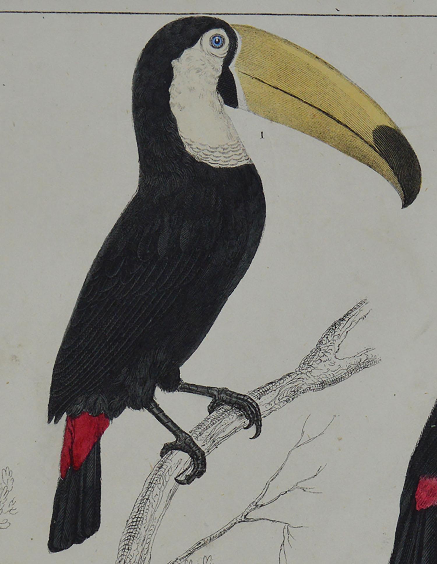Folk Art Original Antique Print of Toucan, 1847 'Unframed'