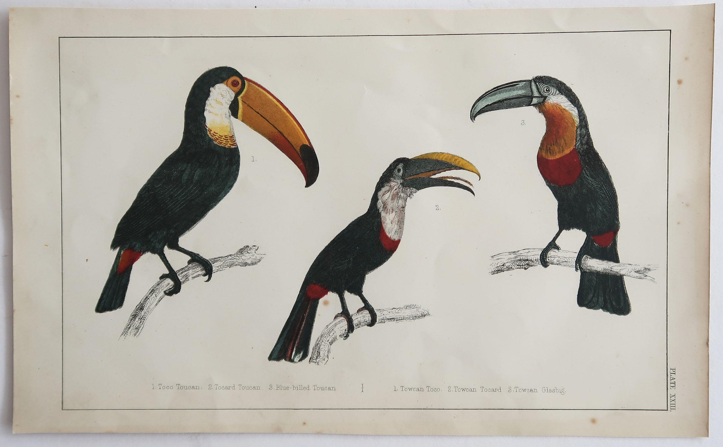 Folk Art Original Antique Print of Toucan, 1847 'Unframed'