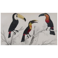 Original Antique Print of Toucan, 1847 'Unframed'