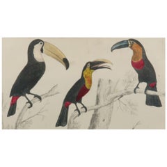 Original Antique Print of Toucan, 1847 'Unframed'