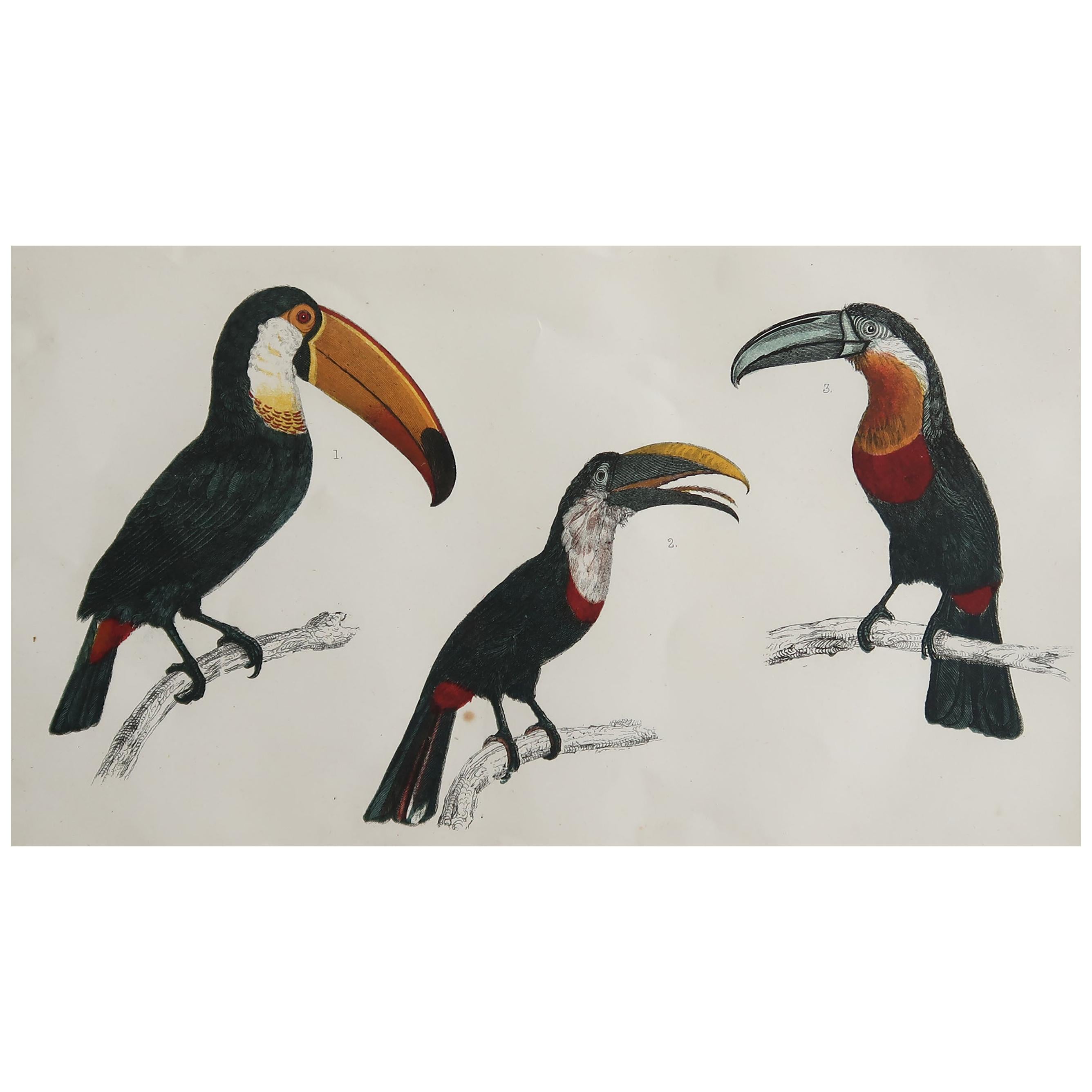 Original Antique Print of Toucan, 1847 'Unframed'