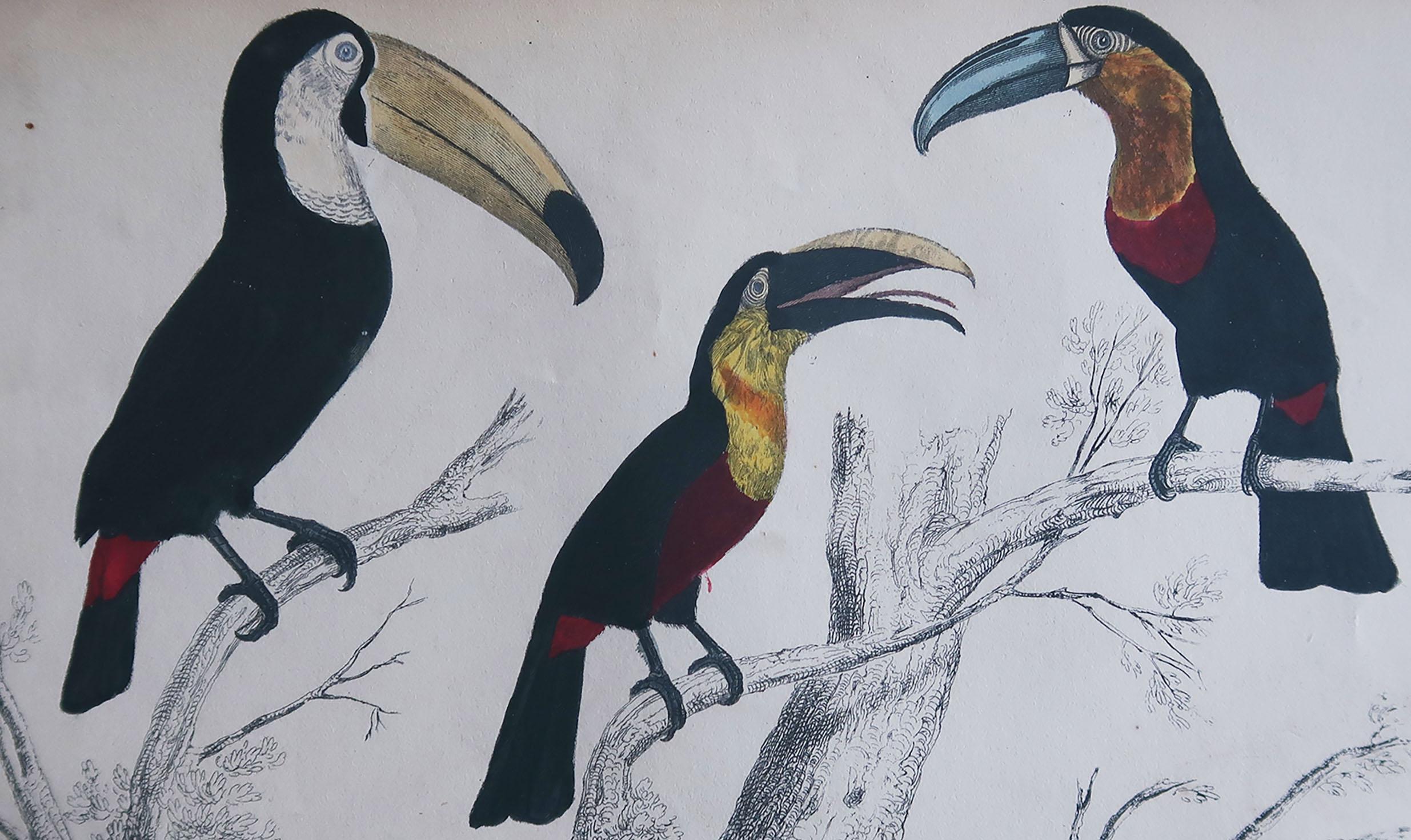 Great image of toucans

Unframed. It gives you the option of perhaps making a set up using your own choice of frames.

Lithograph after Cpt. brown with original hand color.

Published, 1847.

Free shipping.





