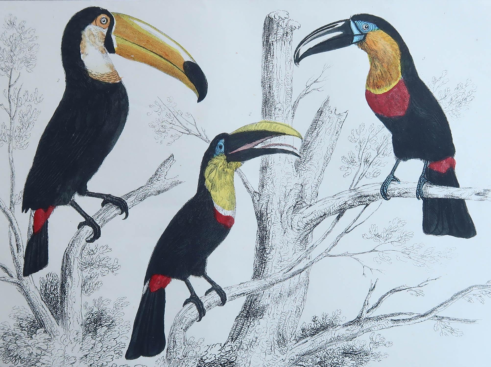 Great image of toucans

Unframed. It gives you the option of perhaps making a set up using your own choice of frames.

Lithograph after Cpt. brown with original hand color.

Published, 1847.





